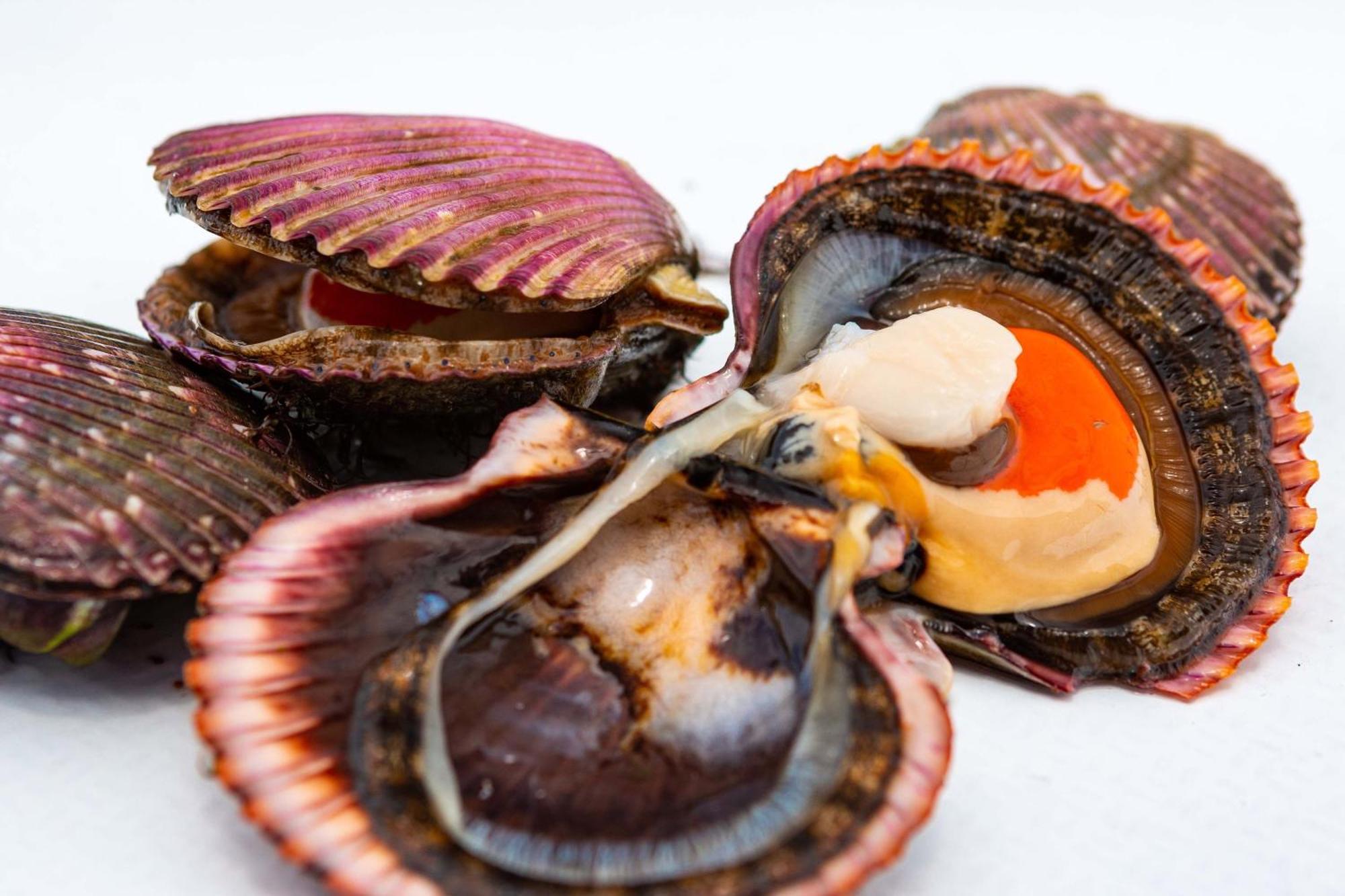 فندق باركاس، أحد منتجعات لاكشري كولكشن، باركاس باراكاس المظهر الخارجي الصورة Scallops